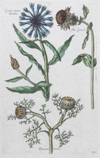 Cornflower (Centaurea cyanea), hand-coloured copper engraving by Johann Theodor de Bry, from