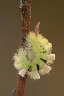 Pale tussock (Calliteara pudibunda), caterpillar of the yellow colour variant, North