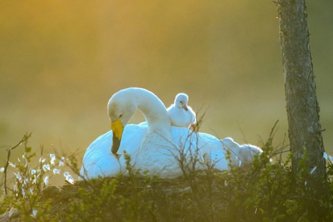 Whooper swan. Cygnus cygnus. Whooper swan at nest with a new born cygnet on its back. Kuusamo area.