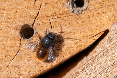 Horned mason bee (Osmia cornuta), sitting on a log of an insect hotel, Schwaz, Tyrol, Austria