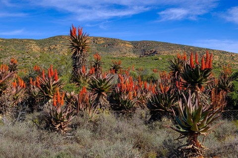 Desert, Little Karoo with blooming Aloe Ferox, landscape at the Huisrivier Pass, through the Little