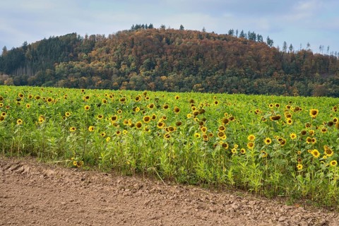Common sunflower (Helianthus annuus), field in October as cover crop or catch crop, rural landscape