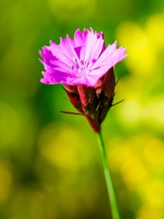 Carthusian carnation (Dianthus carthusianorum agg.), Bischofswiesen, Berchtesgadener Land, Upper