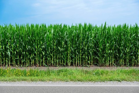 Corn field on a road near Uffenheim, Bavaria, Germany