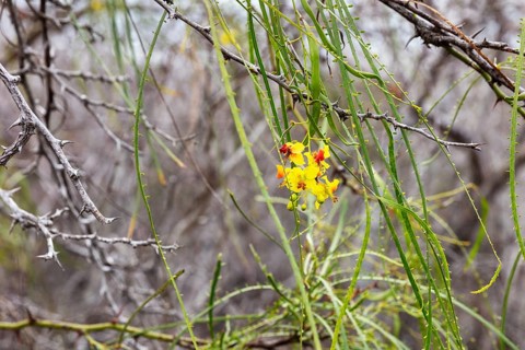 Jerusalemsdorn (Parkinsonia aculeata), San Cristobal, Galapagos, Ecuador