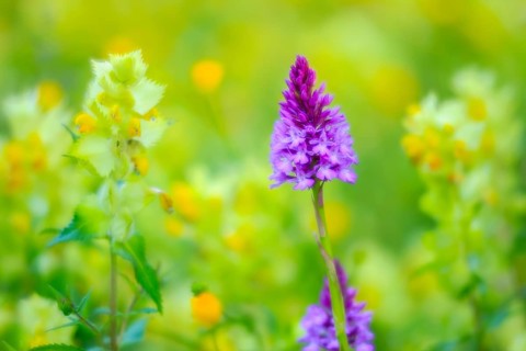 Pyramidal sendel (Anacamptis pyramidalis), orchid family (Orchidaceae), Ihringen, Kaiserstuhl,