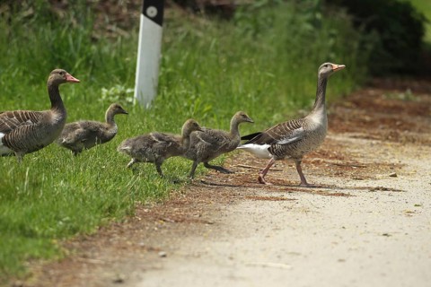 Greylag goose (Anser anser) adults with young in the goose march, Allgäu, Bavaria, Germany, Allgäu,
