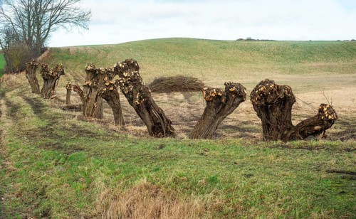 Row of recently pruned willow trees in Löderup, Ystad Municipality, Skåne County, Scandinavia