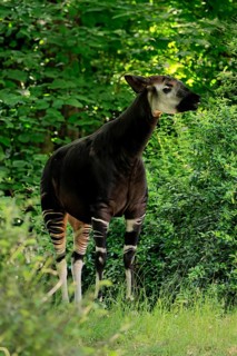 Okapi (Okapia johnstoni), adult, foraging, captive