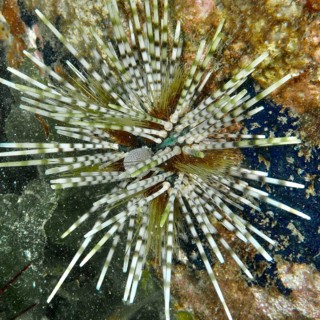 Sea urchin with colourful, long spines, banded sea urchin (Echinothrix calamaris), on reefy ground,
