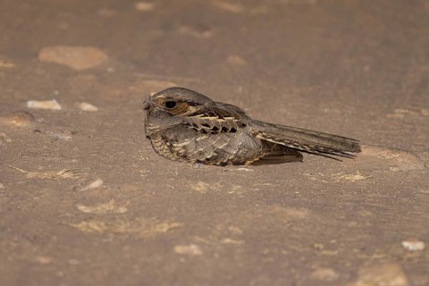 Pauraque nightjar (Nyctidromus albicollis), on the ground, at night, Pantanal, Brazil