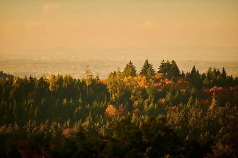 View over the trees and forest of the front bavarian forest in autumn near Wiesent, Upper