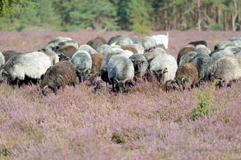 Heidschnucken (Ovis aries), herd in the blooming heathland, Südheide Nature Park, Lüneburg Heath,