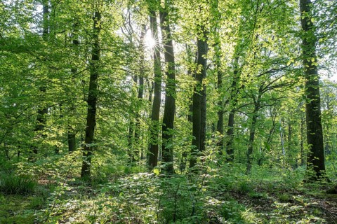 Mixed deciduous forest in spring backlit with sun star, Thuringia, Germany