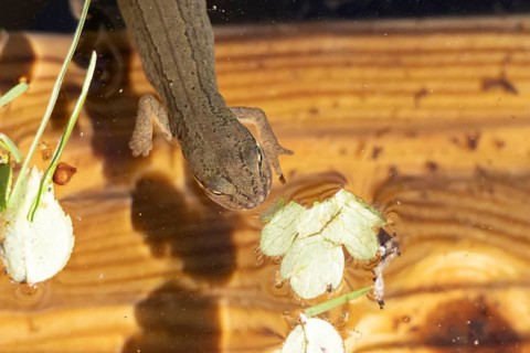 Smooth or Common newt (Lissotriton vulgaris) adult amphibian in a pond, England, United Kingdom