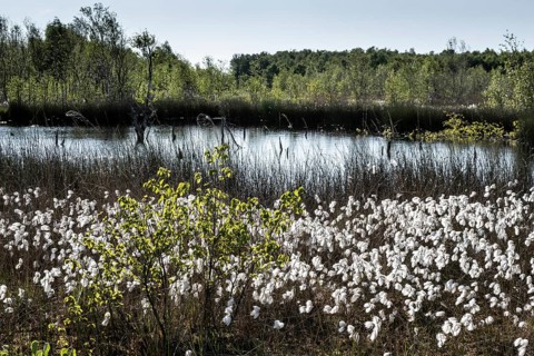 Common cottongrass (Eriophorum angustifolium) in the moor, Emsland, Lower Saxony, Germany