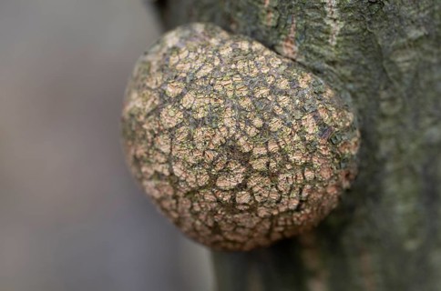 Lump, growth on a bog birch (Betula pubescens), detail, macro, close up, filigree structure,
