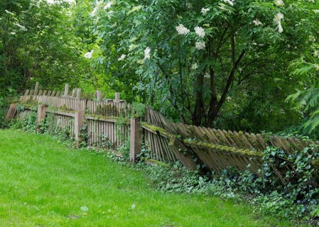 A broken wooden fence overgrown with ivy in a green, tranquil garden filled with lush plants,