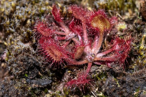 Common sundew (Drosera rotundifolia) Ems land, Lower Saxony, Germany