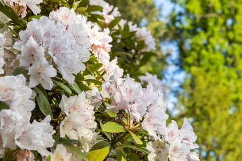 White blossoms on a rhododendron, Thürmsdorf Castle Park, Struppen, Saxon Switzerland, Saxony,