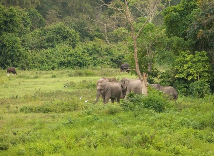 Indian elephants (Elephas maximus indicus), Khiri Khan, Hua Hin, Kui Buri National Park, Thailand