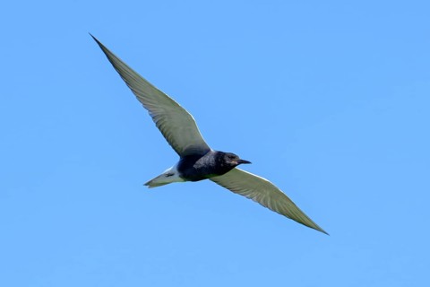 Black tern (Chlidonias niger, Sterna nigra) in breeding plumage in flight against blue sky