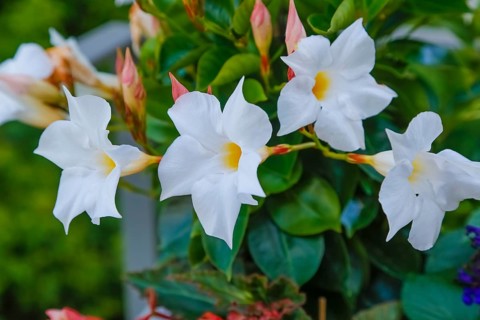 Dipladenia (Mandevilla), climbing shrub, dogbane family (Apocynaceae), bright white flowers,