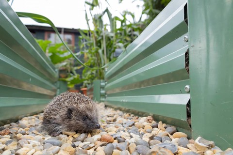 European hedgehog (Erinaceus europaeus) adult animal on an urban garden shingle path between two