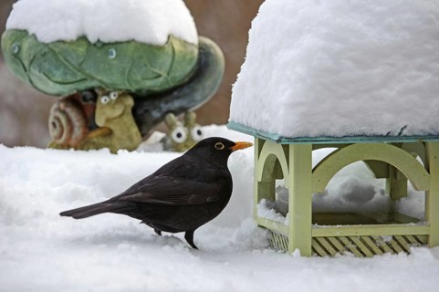 Common Blackbird, Eurasian Blackbird (Turdus merula) male feeding on bird table in garden in the