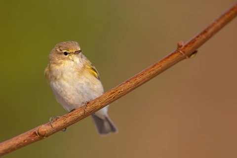 Chiffchaff, Willow Warbler, Chiffchaff, Common Chiffchaff, Chiff-chaff, (Phylloscopus collybita),