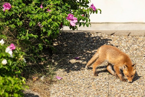 Young fox, holiday settlement, Søndervig, Ringkøbing Fjord, Denmark