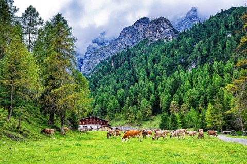 Alpine landscape with cows, Stubai Alps near Telfes and Fulpmes, high mountains of the Alps,
