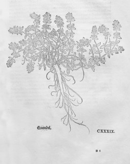 Common thyme, medicinal thyme (Thymus pulegioides), woodcut by Leonhart Fuchs, from New