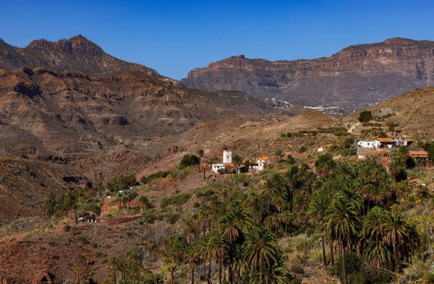 Palm grove near La Sorrueda and Barranco de Tirajana ravine, Santa Lucía de Tirajana, Gran Canaria,