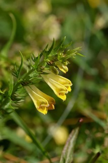 Meadow quail wheat (Melampyrum pratense), flowering, Wilnsdorf, North Rhine-Westphalia, Germany