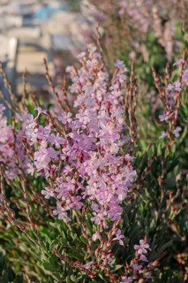 Shrub beach lilac (Limoniastrum monopetalum), Paros, Cyclades, Greece
