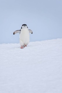 Chinstrap Penguin (Pygoscelis antarcticus), Antarctica