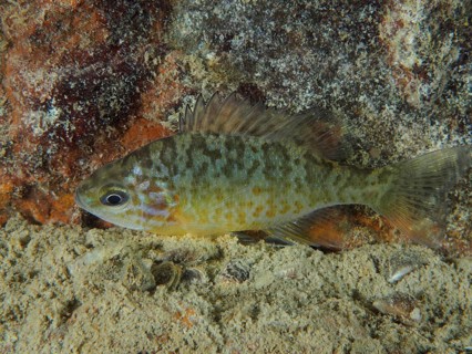 A pumpkinseed sunfish (Lepomis gibbosus) swimming close to a rocky background in the water, dive