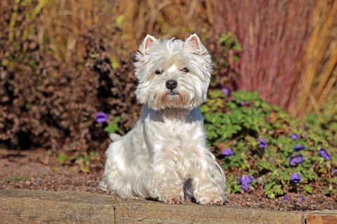 West Highland White Terrier, White Highland Terrier, Westie