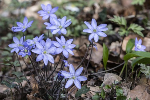 Liverwort (Hepatica nobilis), North Rhine-Westphalia, Germany
