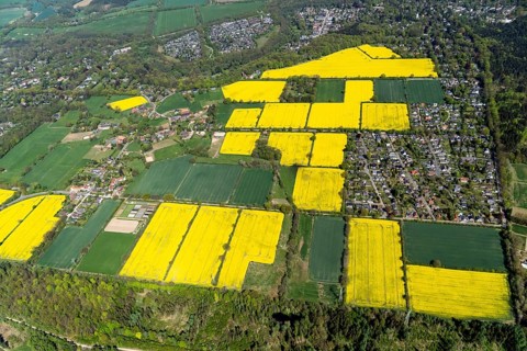 Aerial view, rape, agriculture, field, Wohltorf, Schleswig-Holstein, Germany