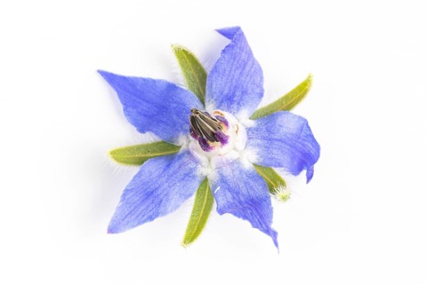 Blue-violet borage blossom on a white background