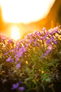 Purple flowers bloom in a meadow at sunset, there is a warm and peaceful atmosphere, Gechingen,