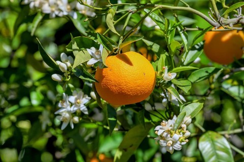 Orange (Citrus sinensis) blossom, close-up of blossoms and ripe fruit, near Bolulla, Costa Blanca,
