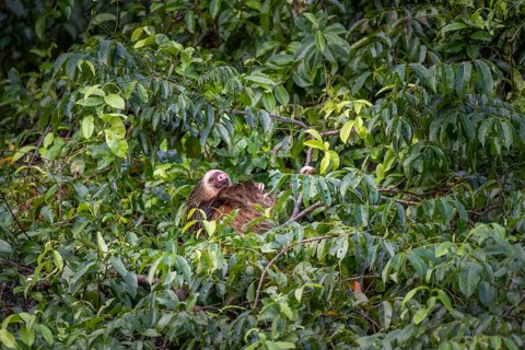 Brown-throated sloth (Bradypus variegatus) sleeping in a tree, Tortuguero National Park, Costa Rica