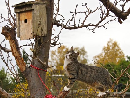 Domestic Cat (Felis catus) sneaking up bird nest box, Brandenburg, Germany