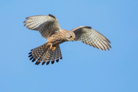 Common Kestrel (Falco tinnunculus) flying, Baden-Wuerttemberg, Germany