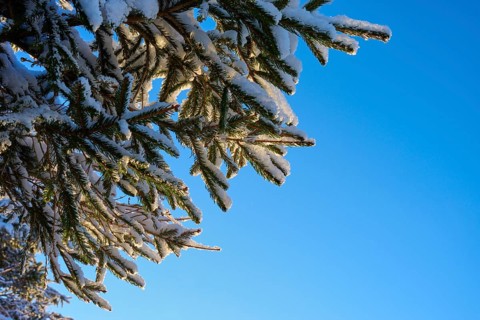 Snow-covered spruce branch in front of a clear blue sky in sunlight, winter, Wasserkuppe, Gersfeld,