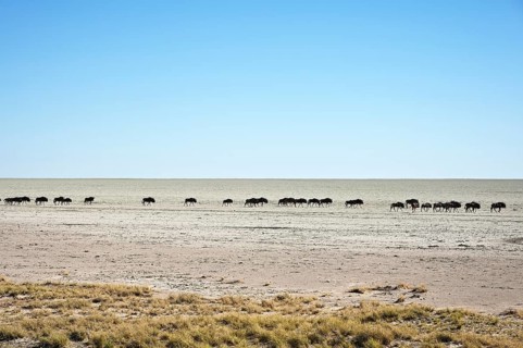 Herd of blue wildebeest (Connochaetes taurinus), walking across the Etosha salt pan, Etosha