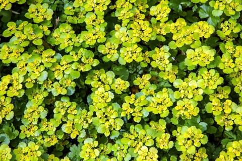 Alternate-leaved golden saxifrage (Chrysosplenium alternifolium), also known as golden spleenwort,